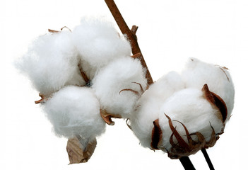 Cotton twigs.
