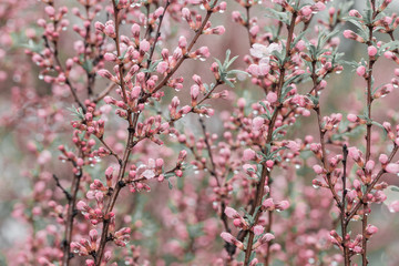 Spring cherry blooming, small pink flowers. Flowery background. Selective focus.