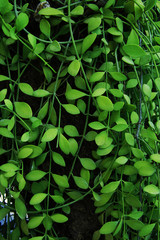 Vertical garden with tropical green ivy, contrast