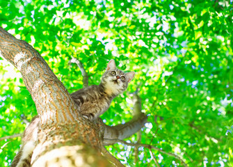 bottom view of the beautiful cute tabby kitten sits high on a tree with bright foliage in a sunny summer garden