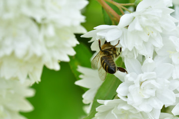 Bee honeymoon flies on blooming flowers and collecting pollen
