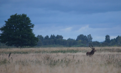 jeleń szlachetny byk © damian