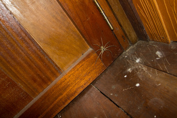 Spider crawling at the back door
