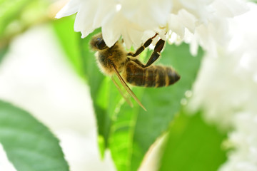 Bee flying and collecting fine dust from blossom flower 
