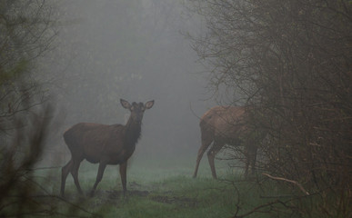 jeleń szlachetny byk © damian