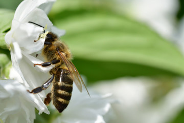 Macro Bee polinating flower in blossom 