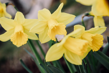 Osterglocken, Narzissen blühen im Frühlingsgarten