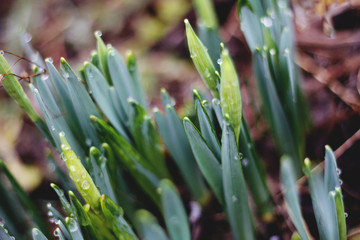 Obraz premium Tulpen Knospen mit Tau bedeckt, Wassertropfen im Frühling
