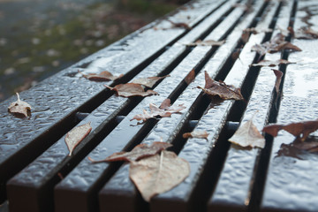 Leaves on a wet bench at rainy autumn day in Finland.