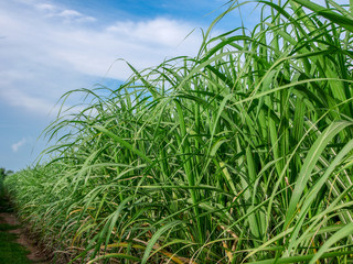Cane forest and bright sky