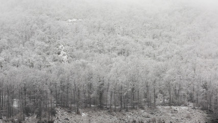 Fototapeta na wymiar Neige dans la forêt de Saou