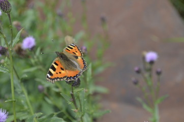 butterfly