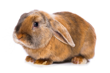 Brown satin rabbit on white background