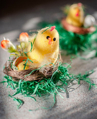 Easter yellow chicken in the nest. Various variants
