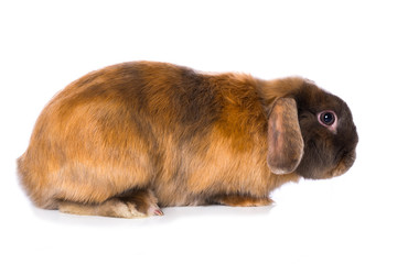 Brown satin rabbit
