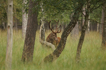 jeleń szlachetny byk © damian