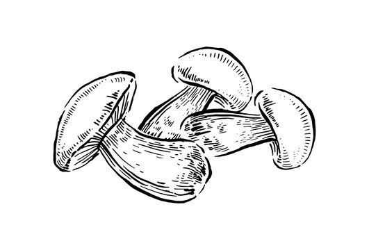 Bolete mushrooms. Hand drawn vintage vector illustration on white background