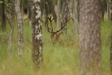 jeleń szlachetny byk © damian