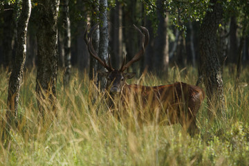 jeleń szlachetny byk © damian