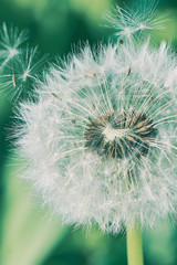 macro color photo of a dandelion with light green bokeh on a sunny day