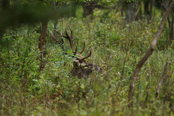 jeleń szlachetny byk © damian