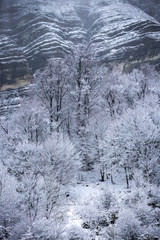 Neige dans la forêt de Saou