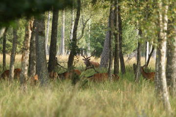 jeleń szlachetny byk © damian