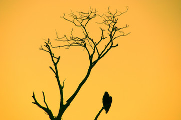 silhouette of eagles sitting on a dried tree at dawn