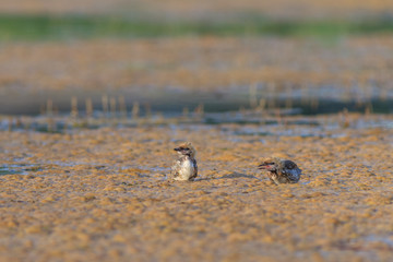 common tern (sterna hirundo)