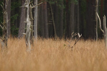jeleń szlachetny byk © damian