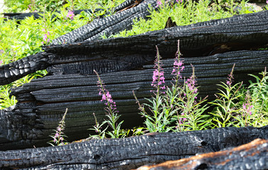 Fireweed in a recovering burn