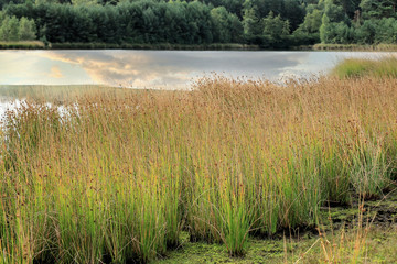reflection in the cross border park the Zoom and Kalmthout heath in Belgium, the Netherlands