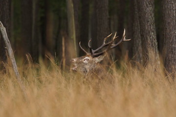 jeleń szlachetny byk © damian