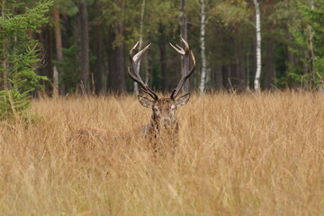 jeleń szlachetny byk © damian