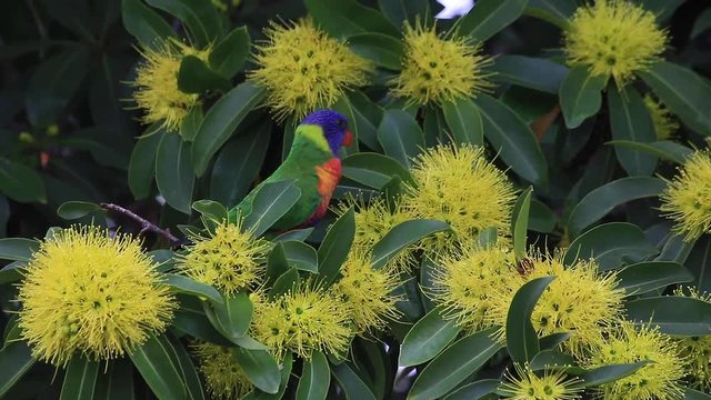The flowers of the golden penda tree (Xanthostemon chrysanthus)&nbsp;and rainbow lorikeet  in spring early summer Gold Coast Australia Queensland
