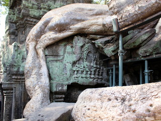 Giant tree roots supported by metal support in the temple Ta Prohm in Angkor, Cambodia