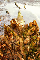 Broken tree trunk in the water.