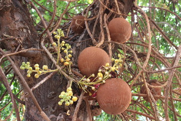 The fruits of the cannonball tree (Couroupita guianensis) and inflorescences closeup