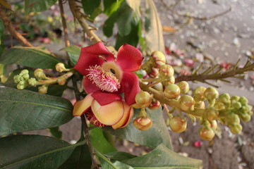 Beautiful inflorescence of the cannonball tree (Couroupita guianensis) closeup
