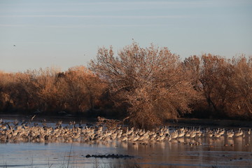 Sandhill Crane Bosque del Apache Wildlife Reserve New Mexico USA