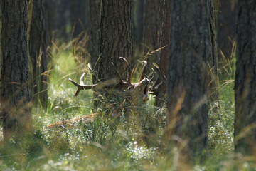 jeleń szlachetny byk © damian