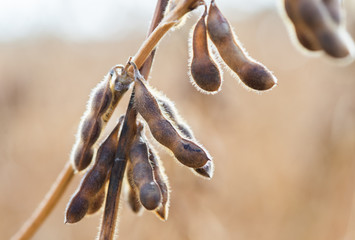 Soybean plant close up at sunny day