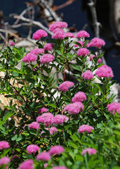 Obraz premium Spirea in the Anaconda-Pintler Wilderness