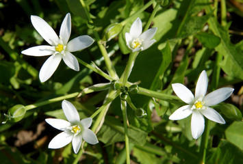 White star shaped flowers