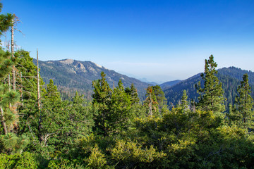 Sequoia tree framed by greenery, mountain and clear blue sky in Sequoia National Park