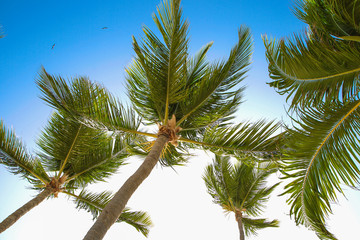 Tropical palm trees and leaves, blue sky and sun lights on background.