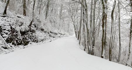 Neige dans la forêt de Saou