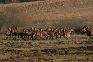jeleń szlachetny byk © damian