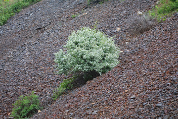 Serviceberry bush on talus slope