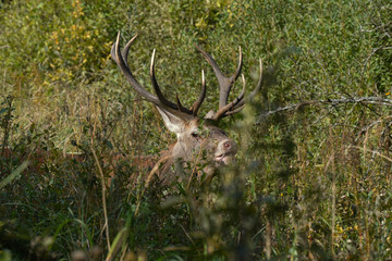 jeleń szlachetny byk © damian
